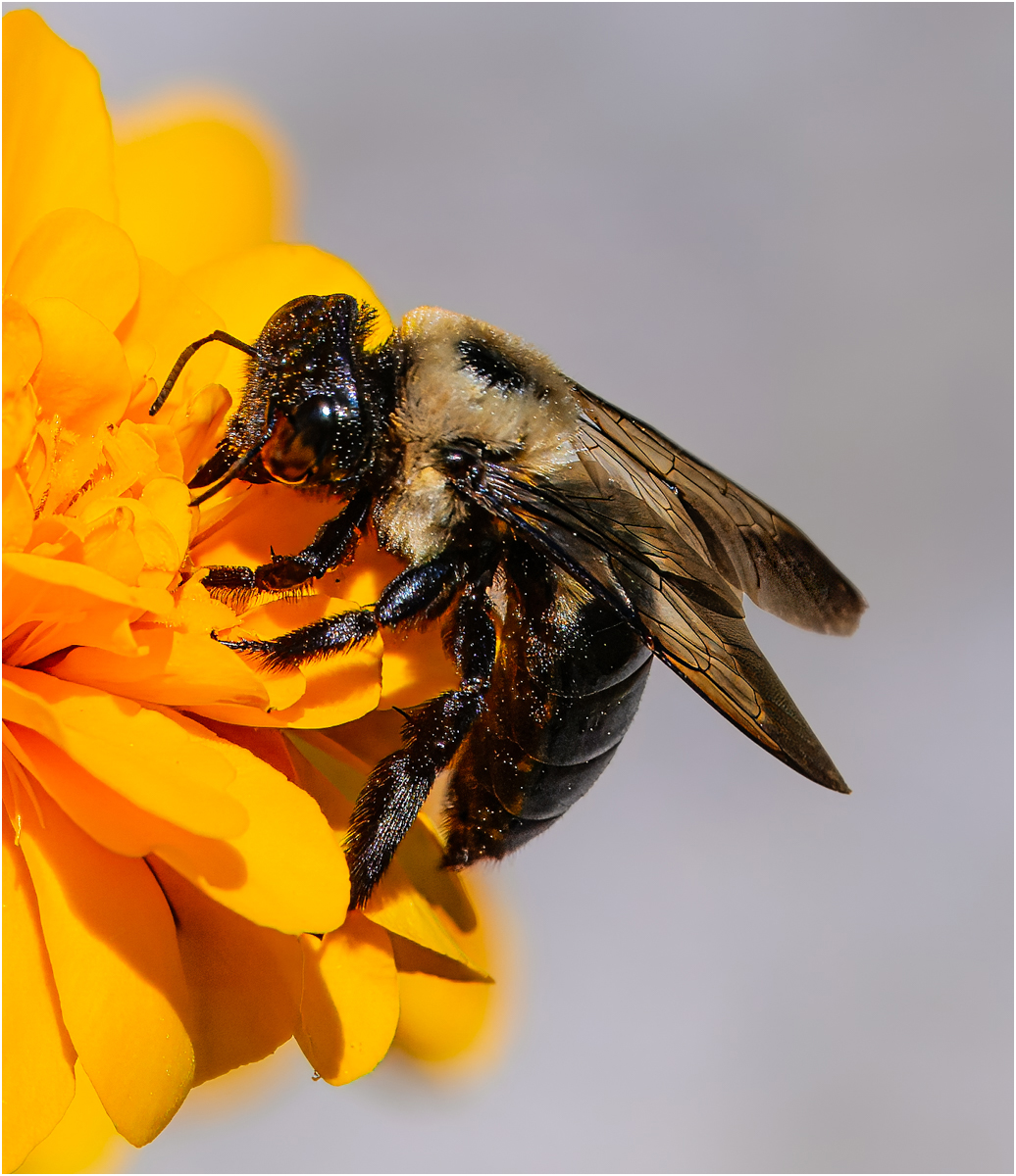 Roth Steven Eastern Carpenter Bee Nature   Zoological   Class A 20251022